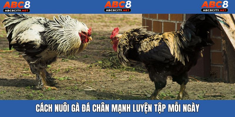 Cách nuôi gà đá chân mạnh hiệu quả với bộ bài tập chất lượng cao