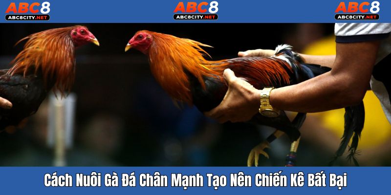 ảnh bìa cácch nuôi gà đá chân mạnh