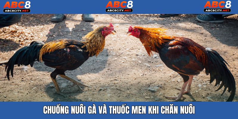 Hướng dẫn cách xây dựng chuồng trại, bổ sung thuốc men cho gà đá